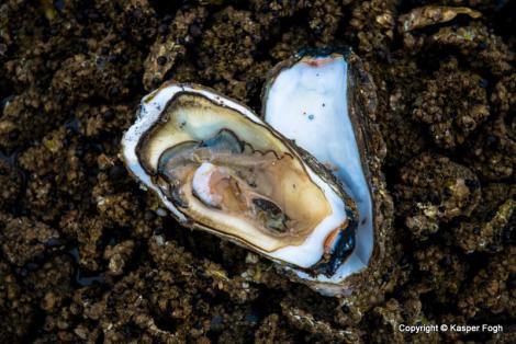 Austern im Wattenmeer