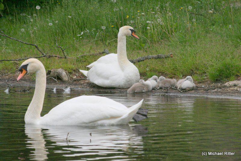 Schwanenfamilie mit Nachwuchs