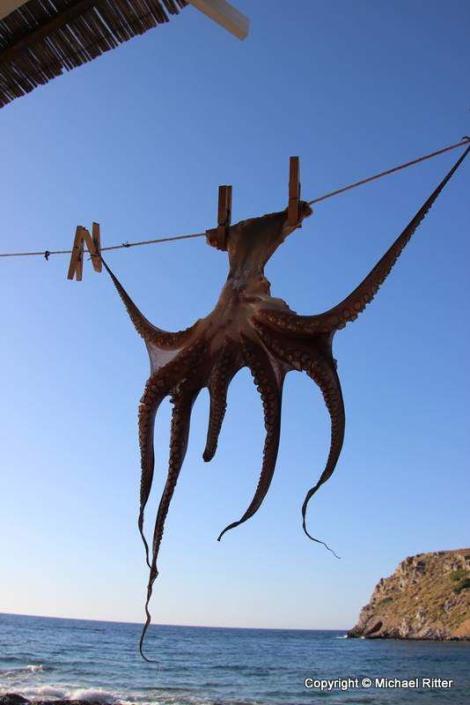 Oktopus