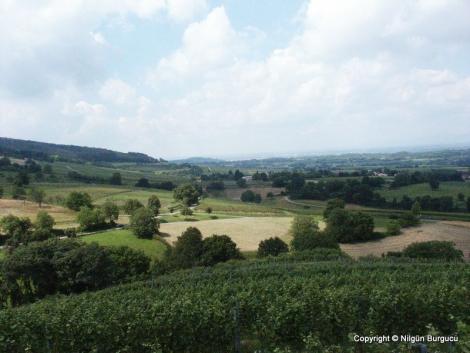 Landschaft am Wiiwegli