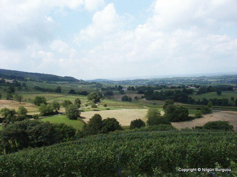 Landschaft am Wiiwegli