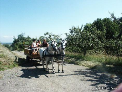 Pferdewagen auf dem Wiiwegli