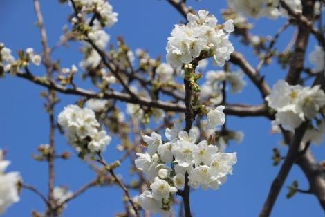 Kirschblüte