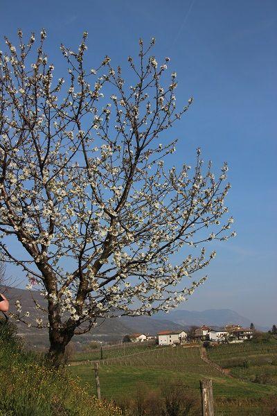 Kirschblüte im Collio
