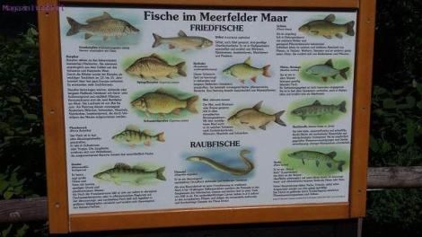 Die Fische des Meerfelder Maars