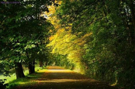 Schattige Waldwege