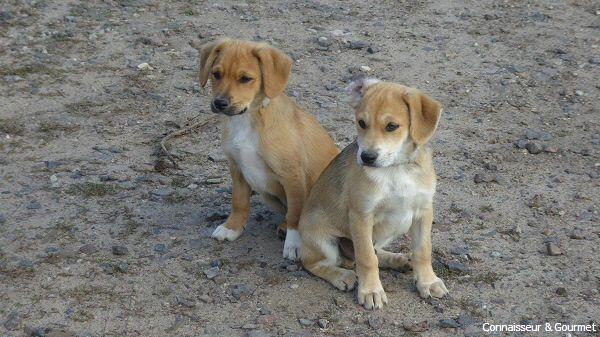 Namenlose Hunde im Weingut