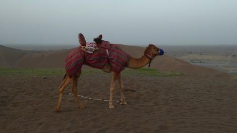 Das Kamel des Dunes