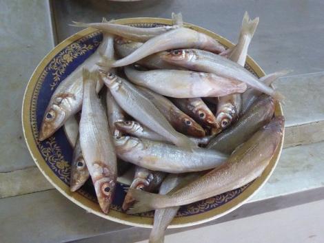 Sardinen
