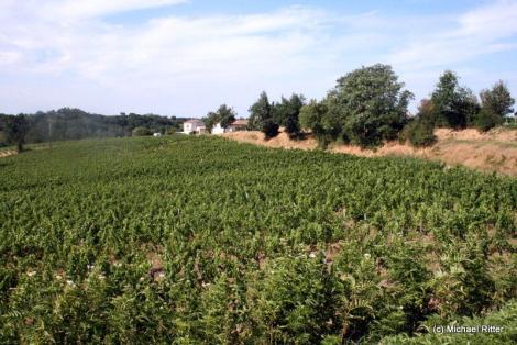 Cote de Blaye
