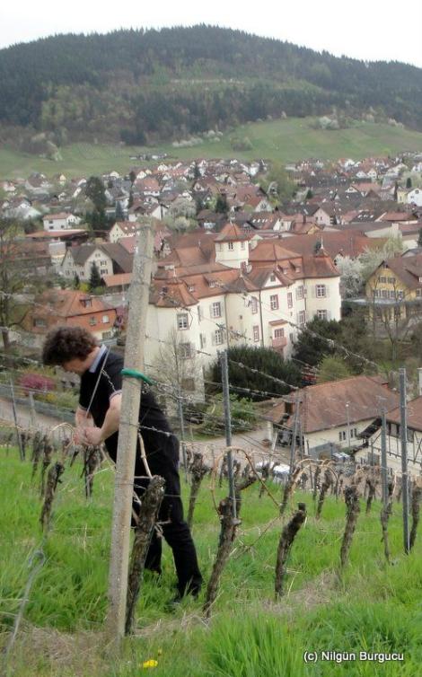 Schätzle Junior und Schloss Neuweier