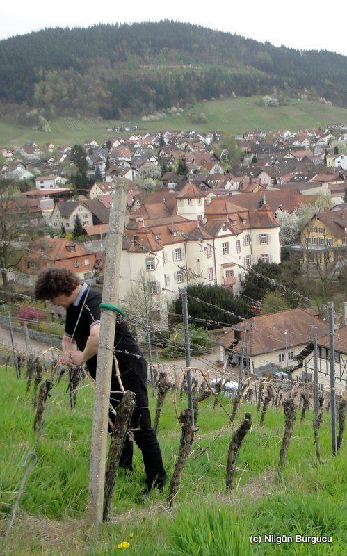 Schätzle Junior und Schloss Neuweier