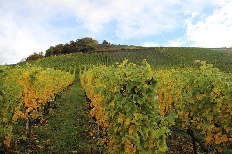 Weinberg