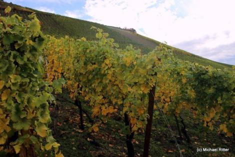 Uralte Rieslingreben im Maximin Herrenberg