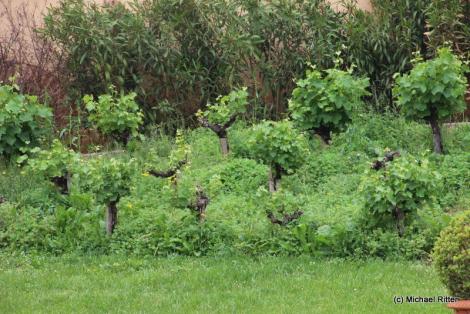 Gaillac Weinberg des Klosters
