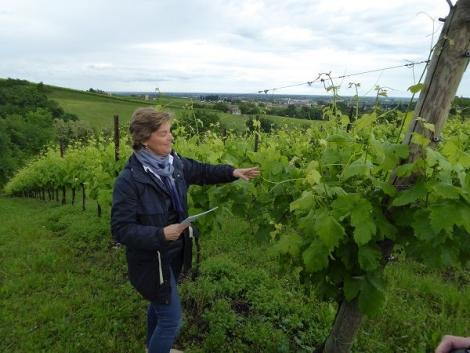 Ninni di Collalto im Weinberg