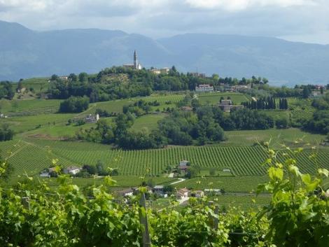 Prosecco-Weinberge
