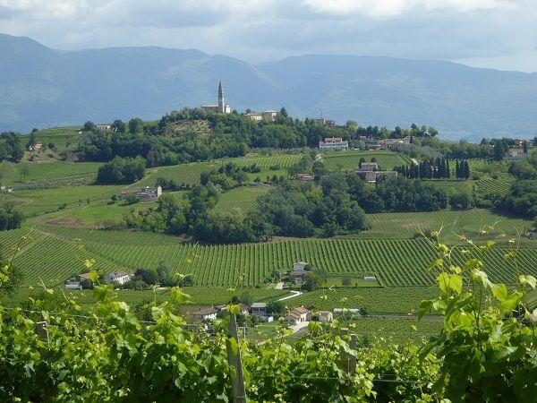 Prosecco-Weinberge