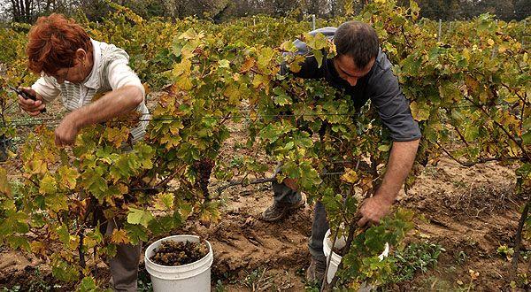 Lese im Weinberg