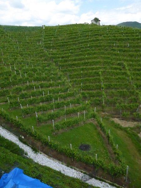 Prosecco-Weinberge