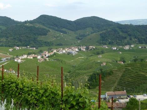 Prosecco-Weinberge