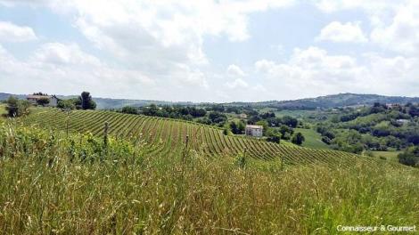 Weinberge von Bucci