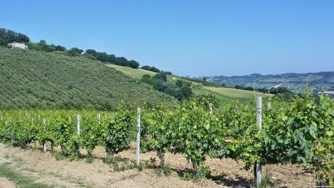 Weinberge von Castrums Morisci