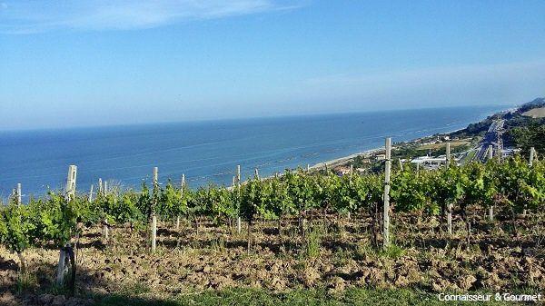 Weinberge von Terra Fageto