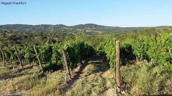 Frecobaldis Weinberge
