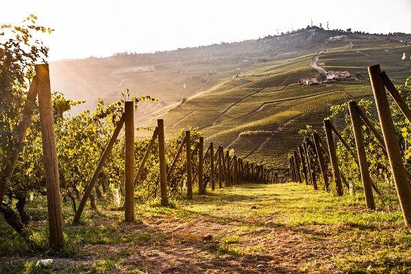 Spitzenweinberg Cannubi in Barolo