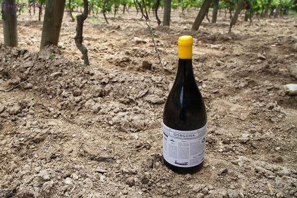 Gorgona Bianco im Weinberg