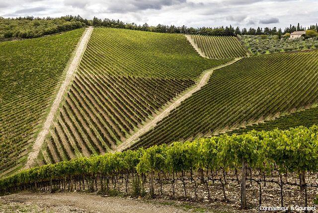 Weinberge von Perano