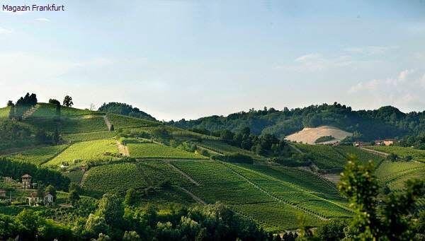 Weinberge des Roero