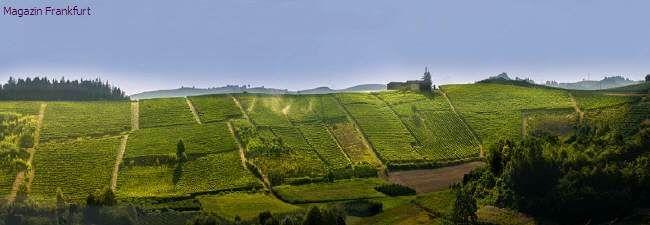 Weinberge des Roero