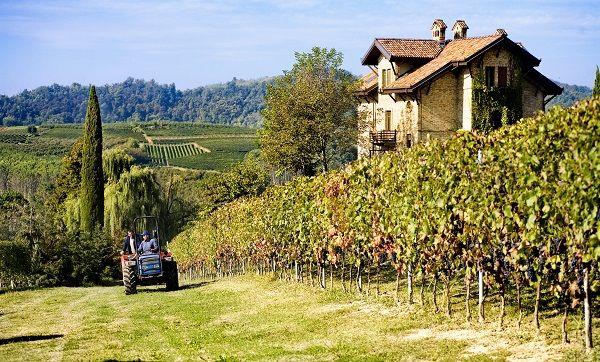 Lese im Piemont