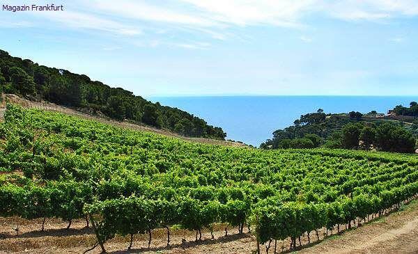 Weinberg auf Gorgona