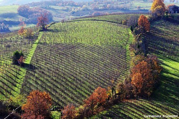 Weinberge der Emila Romagna