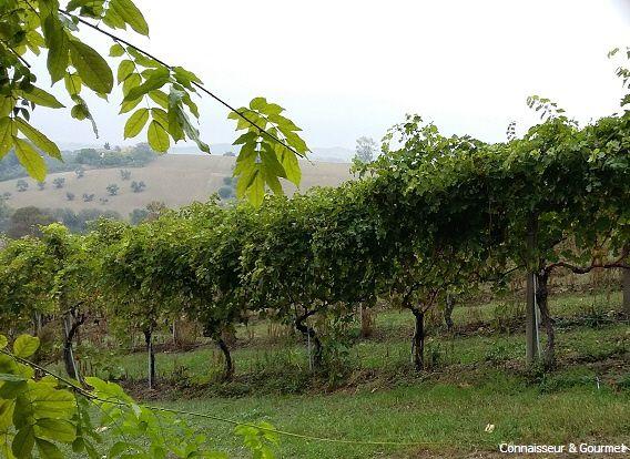 Weinberge