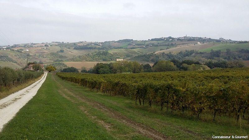 Weinberge in den Marken