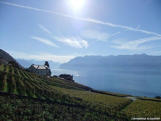 Weinbau in der Schweiz