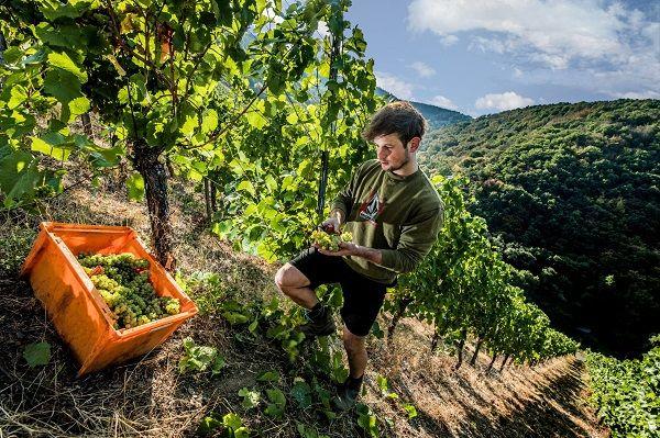 Mosel Traubenlses