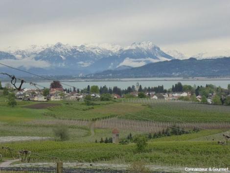 Haugs Weinberge am Bodensee