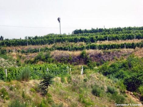 Weinreben in Shandong