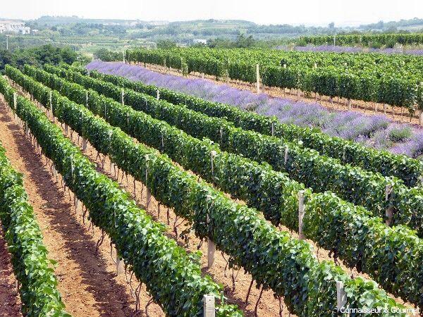 Weinberg von Chateau Junding