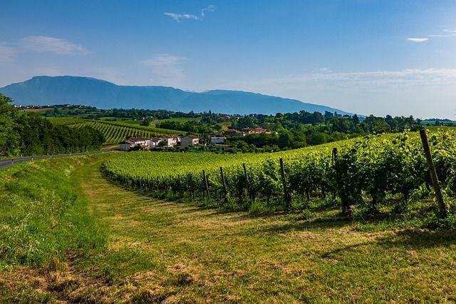 Weinberge des Prosecco