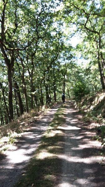 Waldweg im Buchenwald