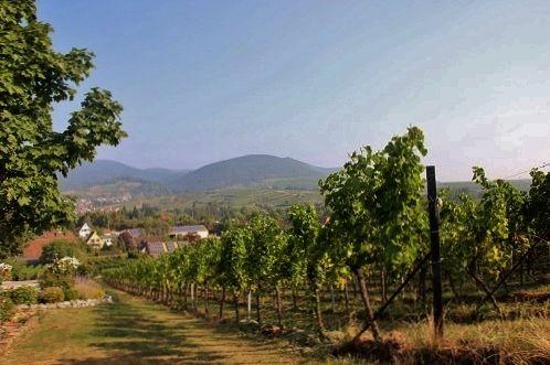 Blick durch die Weinberge