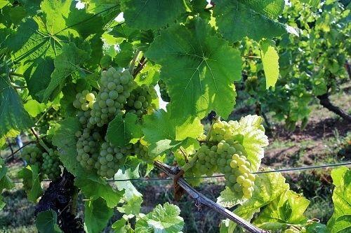 Prost! Riesling