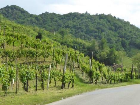 Auf der Prosecco-Weinstraße