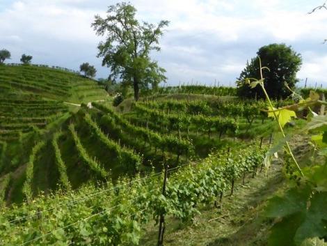 Steile Weinberge